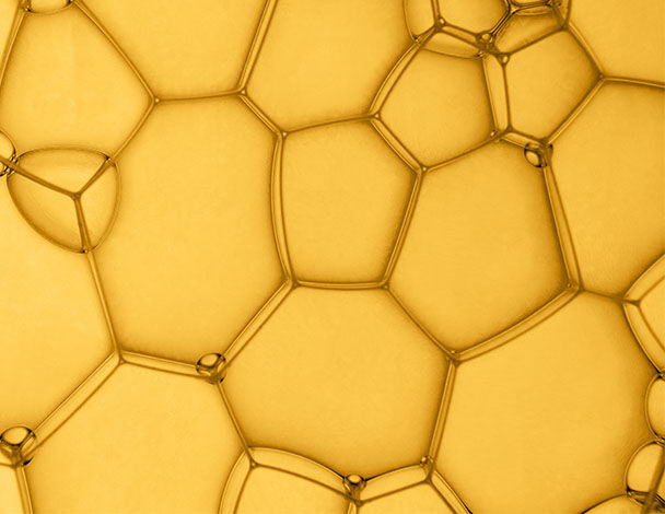 phloretin